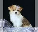 Image preview for Ad Listing. Nickname: Cora