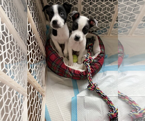 Medium Photo #4 Borador Puppy For Sale in Sandy, UT, USA