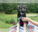 Small #6 German Shepherd Dog