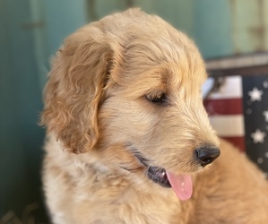 Goldendoodle Puppy for Sale in GAY, Georgia USA