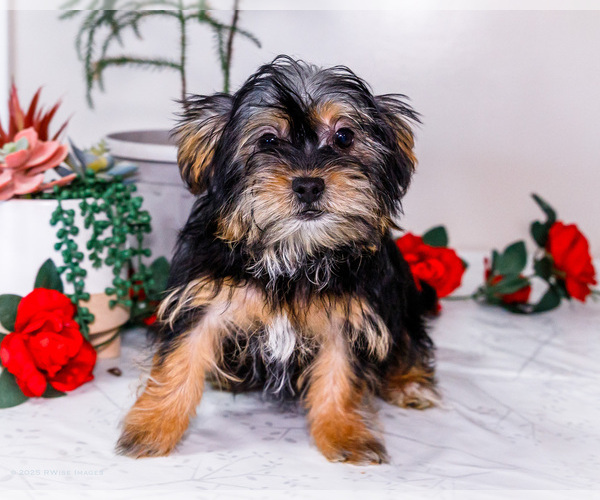 Medium Photo #8 Shorkie Tzu Puppy For Sale in WAKARUSA, IN, USA