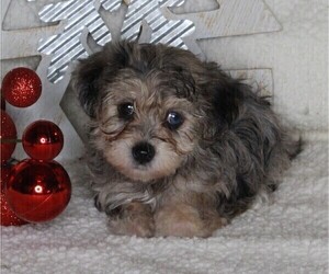YorkiePoo Puppy for sale in FREDERICKSBURG, OH, USA