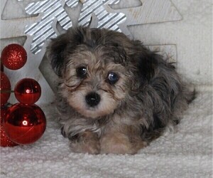 Medium YorkiePoo