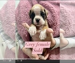 Small Photo #15 Boxer Puppy For Sale in CITRUS HEIGHTS, CA, USA