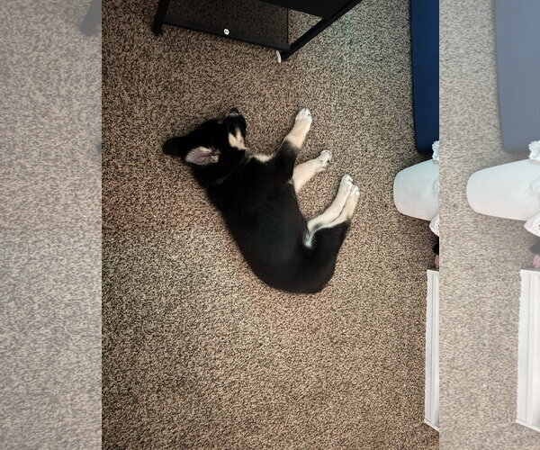Medium Photo #13 Siberian Husky-Unknown Mix Puppy For Sale in Holly Springs, NC, USA