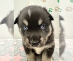 Small Photo #20 Pomsky-Shiba Inu Mix Puppy For Sale in NASHUA, NH, USA
