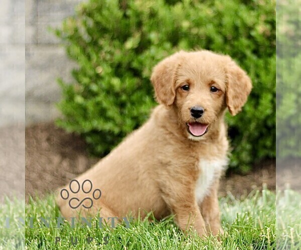 Medium Photo #3 Miniature Labradoodle Puppy For Sale in STRASBURG, PA, USA