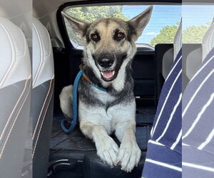 German Shepherd Dog-Unknown Mix Dogs for adoption in The Woodlands, TX, USA