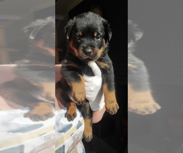 Medium Photo #17 Rottweiler Puppy For Sale in PENSACOLA, FL, USA