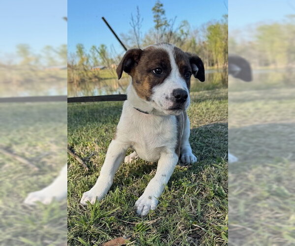 Medium Photo #1 Mutt Puppy For Sale in Tarrytown, GA, USA