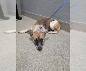 Mutt Dogs for adoption in Las Vegas, NV, USA