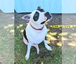 Small Photo #4  Puppy For Sale in , 