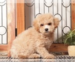 Small #3 Maltipoo (Miniature)
