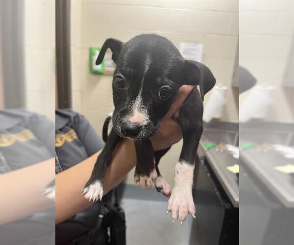 Medium Photo #1 American Pit Bull Terrier Puppy For Sale in Louisville, KY, USA
