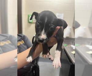 American Pit Bull Terrier Dogs for adoption in Louisville, KY, USA