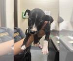 Small American Pit Bull Terrier