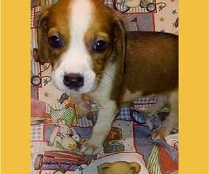 Beagle-Chihuahua Mix Puppy for sale in SUDLERSVILLE, MD, USA