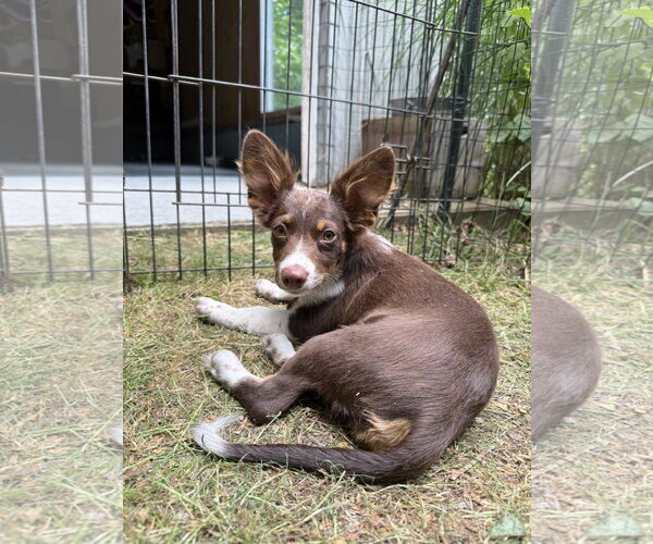 Medium Photo #3 Australian Shepherd-Chihuahua Mix Puppy For Sale in Wakefield, RI, USA