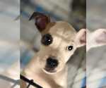 Small #12 American Pit Bull Terrier Mix