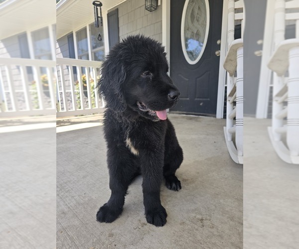 Medium Photo #17 Newfoundland Puppy For Sale in TILTON, IL, USA