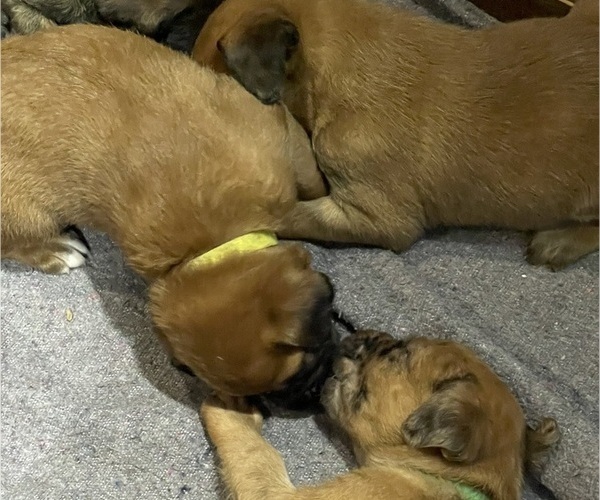 Medium Photo #3 Boxer-Poodle (Standard) Mix Puppy For Sale in WEST POINT, VA, USA