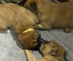 Small #2 Boxer-Poodle (Standard) Mix