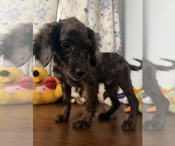 Medium Photo #45 Cockapoo (Miniature) Puppy For Sale in DURHAM, CT, USA