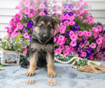 Puppy Susie German Shepherd Dog