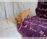 Small #1 Miniature Pinscher