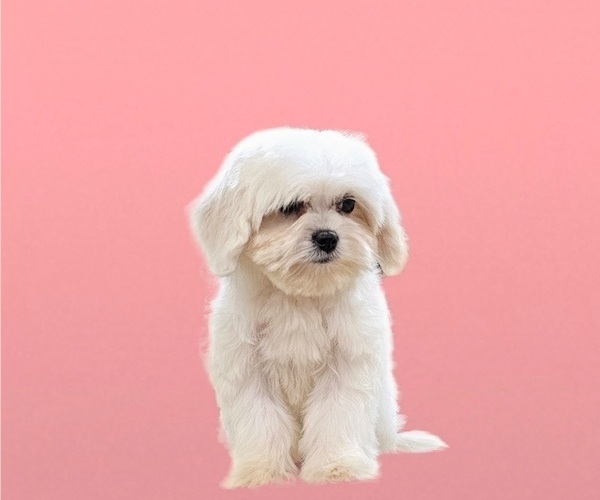 Medium Photo #6 Maltese-Zuchon Mix Puppy For Sale in SAN DIEGO, CA, USA