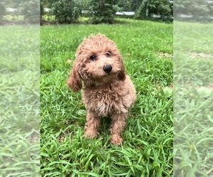 Poodle (Miniature) Puppy for sale in DURHAM, CT, USA