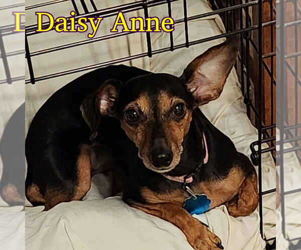 Medium Photo #6 Dachshund-Unknown Mix Puppy For Sale in San Antonio, TX, USA