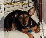 Small #5 Dachshund Mix