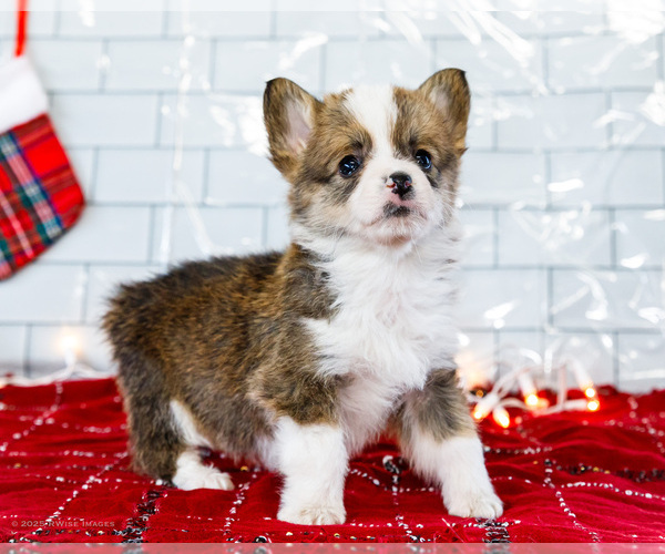 Medium Photo #2 Cardigan Welsh Corgi Puppy For Sale in WAKARUSA, IN, USA