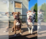 Small Photo #28 American Pit Bull Terrier-American Staffordshire Terrier Mix Puppy For Sale in Techny, IL, USA