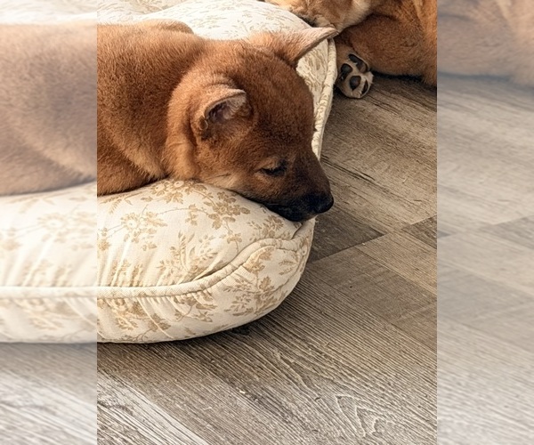 Medium Photo #14 Shiba Inu Puppy For Sale in COHUTTA, GA, USA