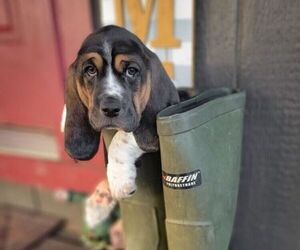Basset Hound Puppy for sale in LA SALLE, CO, USA