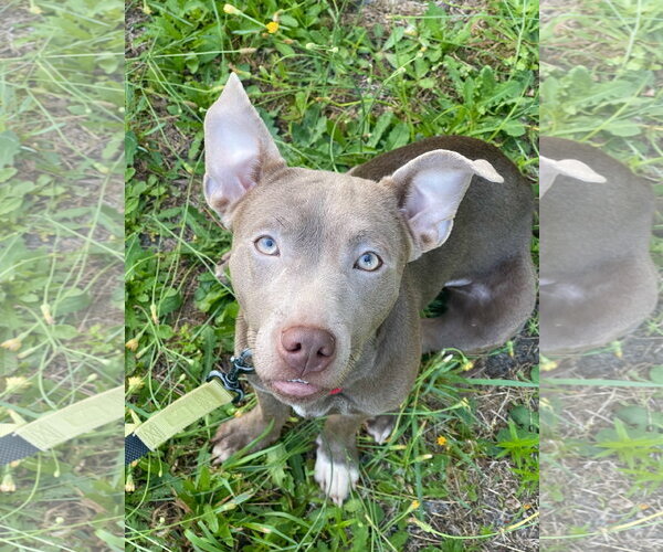 Medium Photo #7 Mutt Puppy For Sale in Mount Laurel, NJ, USA