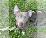 Small #6 Mutt