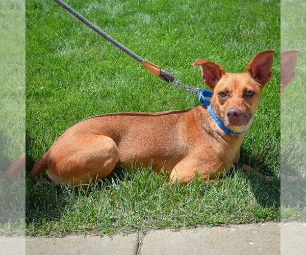 Medium Photo #5 Unknown-Vizsla Mix Puppy For Sale in Huntley, IL, USA