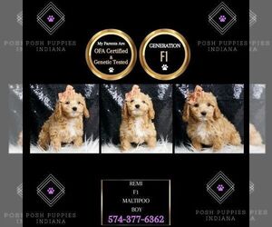 Maltipoo Puppy for sale in WARSAW, IN, USA