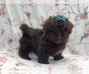 ShihPoo Puppy for sale in LAKELAND, FL, USA