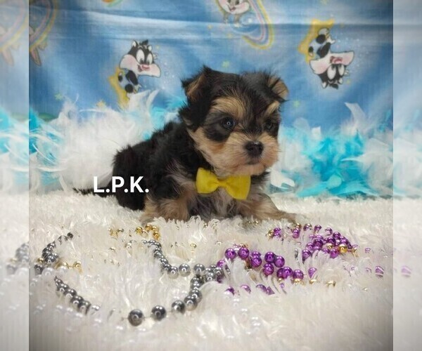 Medium Photo #2 Morkie Puppy For Sale in WINNSBORO, LA, USA