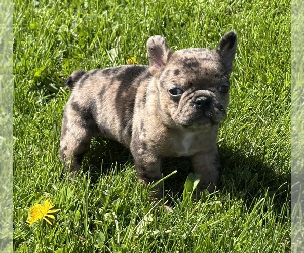 Medium Photo #9 Faux Frenchbo Bulldog Puppy For Sale in ROCK STREAM, NY, USA