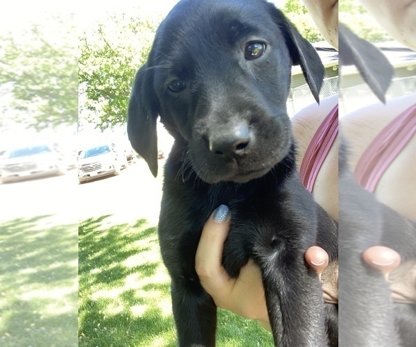 Medium Photo #1 Labrador Retriever Puppy For Sale in EDEN VALLEY, MN, USA