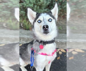 Siberian Husky Dogs for adoption in Matawan, NJ, USA