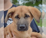 Small #3 Golden Shepherd