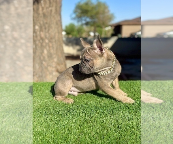 Medium Photo #6 French Bulldog Puppy For Sale in LITITZ, PA, USA