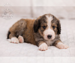 Small Photo #4 Bernedoodle Puppy For Sale in LEAVENWORTH, IN, USA