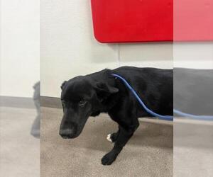 Labrador Retriever Dogs for adoption in HESPERIA, CA, USA